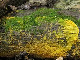 Protista Menyerupai Jamur Tentorku