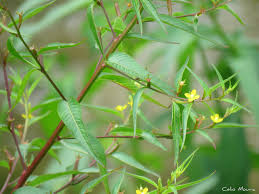 Image result for Ludwigia erecta