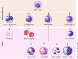 Evaluation Of Patients With Leukocytosis American Family