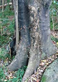 Image result for Ocotea bullata