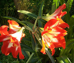 Image result for Hippeastrum sp. cultivars