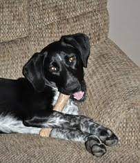 Find similarities and differences between german shorthaired pointer vs border collie. View Ad Border Collie German Shorthaired Pointer Mix Dog For Adoption Near Colorado Golden Usa Adn 474387