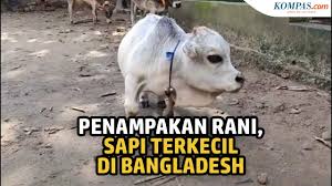 Sebagai informasi, kisah sapi merah memang dikaitkan dengan nubuat akhir zaman menurut kepercayaan orang kristen maupun yahudi. Lebih Kecil Dari Kambing Inilah Rani Sapi Terkecil Di Bangladesh Halaman All Kompas Com