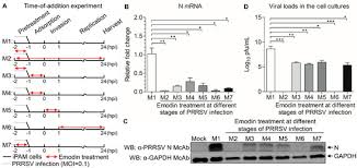 Unlike most living things, viruses do not have cells that divide; Htfgxedfhiq5am