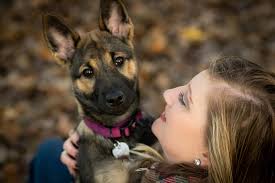 Big bone for big shepsky Nanuk <3