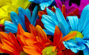 Colorful flowers #6964342