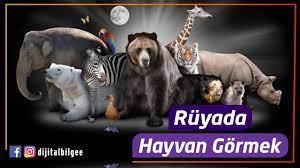 ruyada hayvan gormek ne anlama gelmektedir neye yorumlanir youtube
