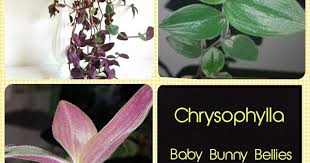 Image result for Coleotrype natalensis