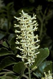 Image result for Grewia avellana