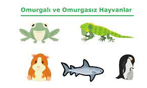 omurgali ve omurgasiz hayvanlar hayvanlar hakkinda bilgi cicicee