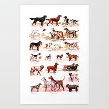 Vintage Dog Breed Chart Art Print By Rorosi