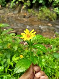 Here you can find the translation for bunga matahari and a mnemonic illustration to help you remember it. Bunga Matahari Beautiful Bright Yellow Sunflowers Farm Fields In Yogyakarta Indonesia Stock Photo Image Of Natural Meadow 134967072