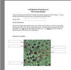 This can help students to help teach their students. Solved Cell Division Worksheet 1 Microscope Images Type Chegg Com