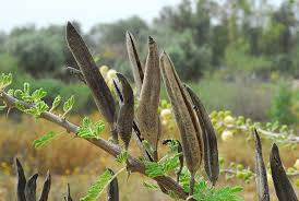 Image result for Acacia hebeclada