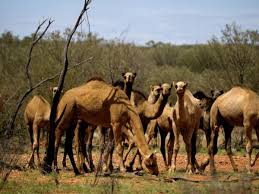 There may have been 800,000 camels in australia before culling was introduced in 2009. Why Is Australia Killing Camels Is It Wrong Or Right Decision