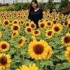 Sunflower atau bunga matahari adalah jenis tanaman dengan bahasa ilmiahnya helianthus anuus. Https Encrypted Tbn0 Gstatic Com Images Q Tbn And9gcrdxgrav5d3ezyp7o25mk865s Qhgluvckuhxijdlydo9ogdh4b Usqp Cau