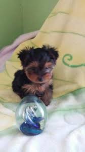 Welcome to our ohio teacup puppies information page. Teacup Puppies Pets And Animals For Sale Ohio