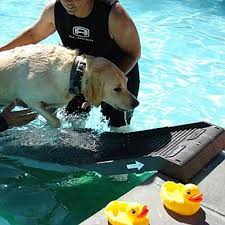 Petstep Pool Leg Accessory Kit Shown With A Petstep Ramp Sold Separately Dog Pool Ramp Dog Ramp Dog Pool