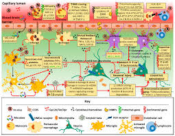 Image result for HIV Pathophysiology