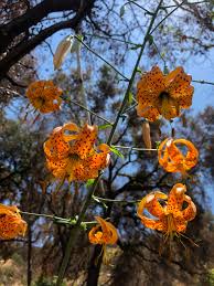 UCLA Mathias Botanical Garden