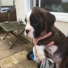 More boxer puppies / dog breeders and puppies in oregon. Pennysaver Akc Boxer Puppies For Sale In Saint Clair Michigan Usa