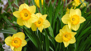 There is a flower for every month of the year. March Third Month Of The Year
