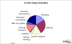 Cat Pie Chart Cats Cat Day Daily Activities
