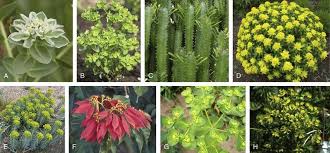 Image result for Euphorbiaceae
