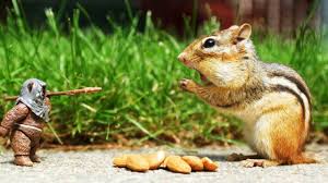 Top 10 Smartest Animals On Earth Hd Animals Animal Facts Animal Attack