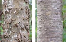We did not find results for: How To Identify Trees Tree Care Kit