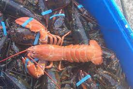 Rumble — a red lobster in ohio saved a rare blue lobster they found in their tank. Rare Red And Blue Lobsters Caught Off Cape Breton Provincial News The Telegram