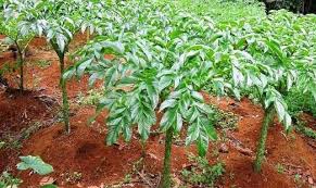 Anda bisa menimbun rumput yang tercabut hingga membusuk di dalam tanah untuk dimanfaatkan sebagai pupuk alami. Budidaya Porang Memperlihatkan Prospek Bagus