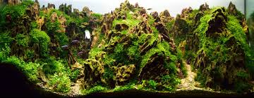 You may want to focus on traditional. Aquascaping Styles Nature Aquarium Iwagumi Dutch Aquarium Aquascaping Love