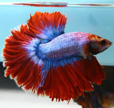Betta Fish Macaw Rose Tail Halfmoon Hm Male Betta Fish Betta Fish