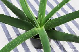 Begin the process only after additional shoots have grown from the. Aloe Vera Plant Care Lean How To Grow Aloe Indoors Plantopedia
