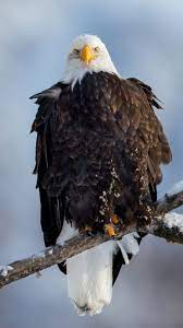 Download Wallpaper 1080x1920 Eagle Vulture Branch Snow Bird Sony Xperia Z1 Zl Z Samsung Galaxy S4 Htc One Hd Backgro Eagle Wallpaper Animals Bald Eagle