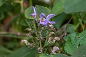 Image result for Brillantaisia lamium