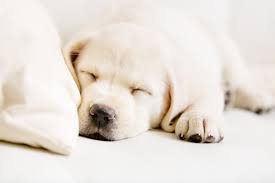 See full list on wikihow.com 9 Effective Ways To Get A Dog To Sleep Paw Castle