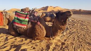 Getting to spend the night under the most incredible star filled sky was the highlight of my trip to morocco and i think it will be yours too! Camels Sandboarding In Merzouga In Morocco