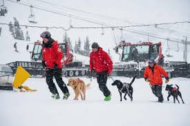 At a remote mountain camp in B.C., Canada's avalanche rescue dogs are  training to find what humans can't. These pups are learning the skills and  building the bonds that could mean the