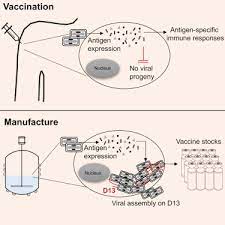 Bacterial cultures and viral cell lines need to be grown in special liquid called 'culture media', as do. Production Of A Chikungunya Vaccine Using A Cho Cell And Attenuated Viral Based Platform Technology Molecular Therapy