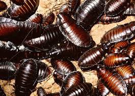 We pride ourselves in customer service and professional performance. Blog Page 3 Homestead Pest Management