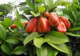 Image result for Blighia