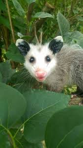 Cindy Horn Rademaekers Baby Possum Awesome Possum Animals Beautiful