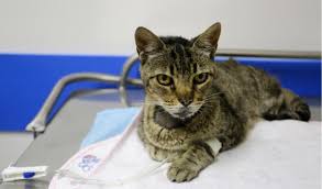 The easiest way to tell if your cat has tapeworms is to look at its feces. Hello How Old Can Cat Get Cancer Or A Tumor For Some Reason My Baby Cat Seems To Look Sick She Looks Like My Frist Cat That I Lost From Petcoach