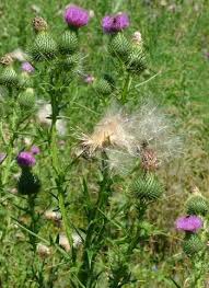 Image result for Cirsium  buchwaldii