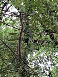 Image result for Cassia abbreviata