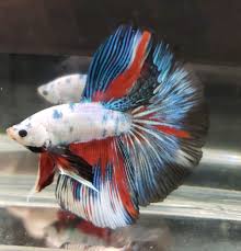 Betta Fish Betta Fish Ideas Bettafish Fishbetta White Blue Body Marbled Koi Male Betta Fish A7 Live Betta Fish 49 95 End Date Betta Fish Betta Fish