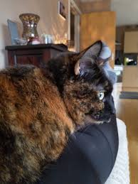 Baba Vanga My Kitten Serious Cat Calico Cat Cats