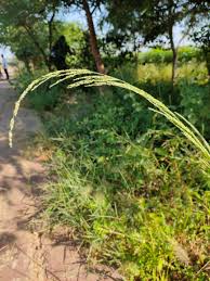 Image result for Eragrostis japonica